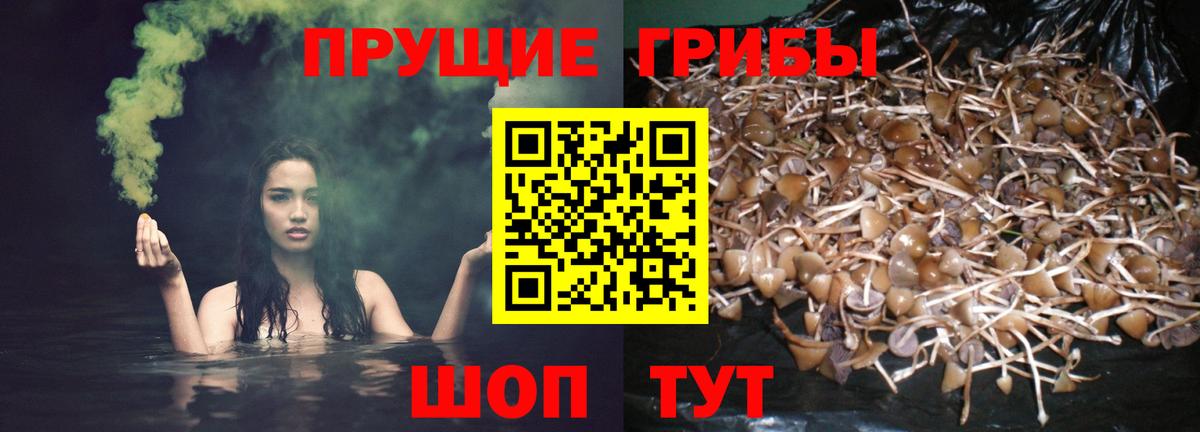 Псилоцибиновые грибы GOLDEN TEACHER  Псилоцибиновые грибы GOLDEN TEACHER  где продают наркотики  Сегежа  Вход с VPN 